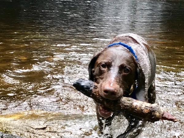 /images/uploads/southeast german shorthaired pointer rescue/segspcalendarcontest2019/entries/11577thumb.jpg